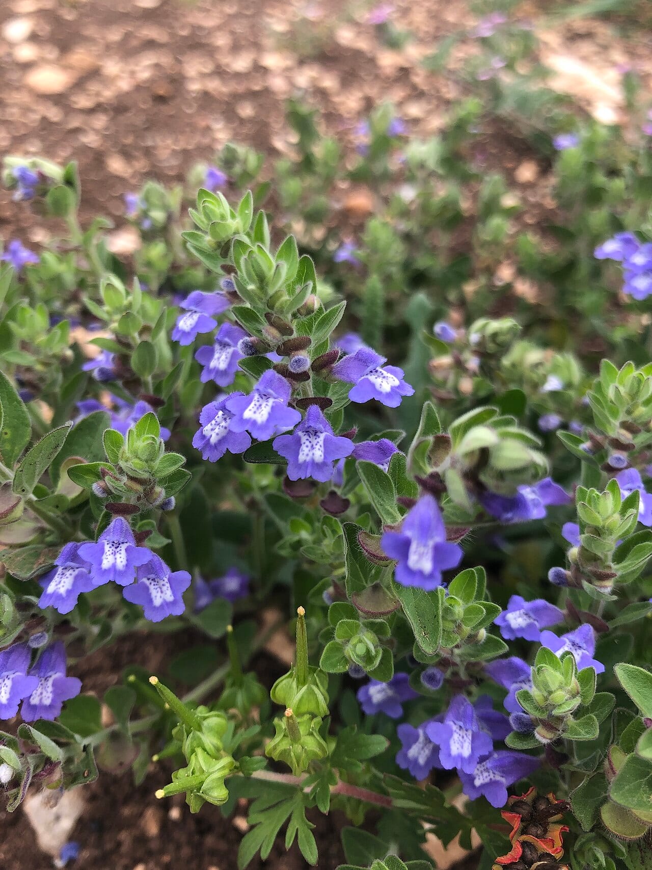 Drummond's skullcap (Scutellaria drummondii)