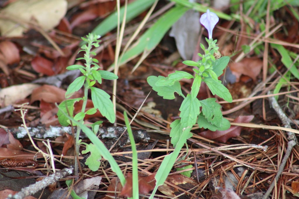 Hairy skullcap (Scutellaria elliptica var. elliptica)