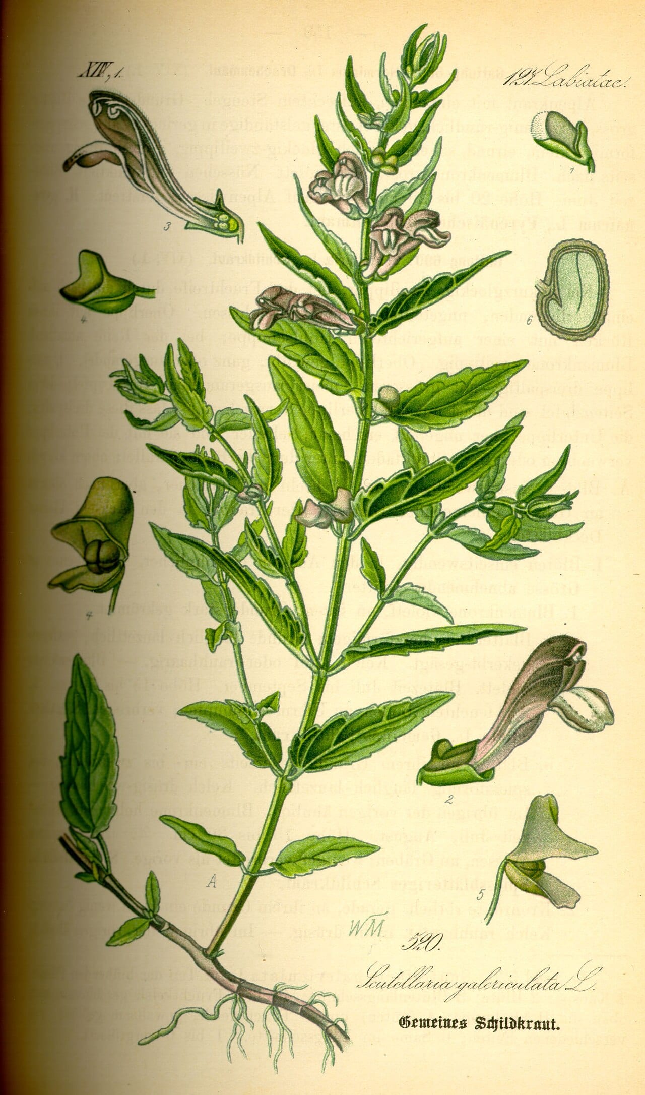 Marsh skullcap (Scutellaria galericulata)