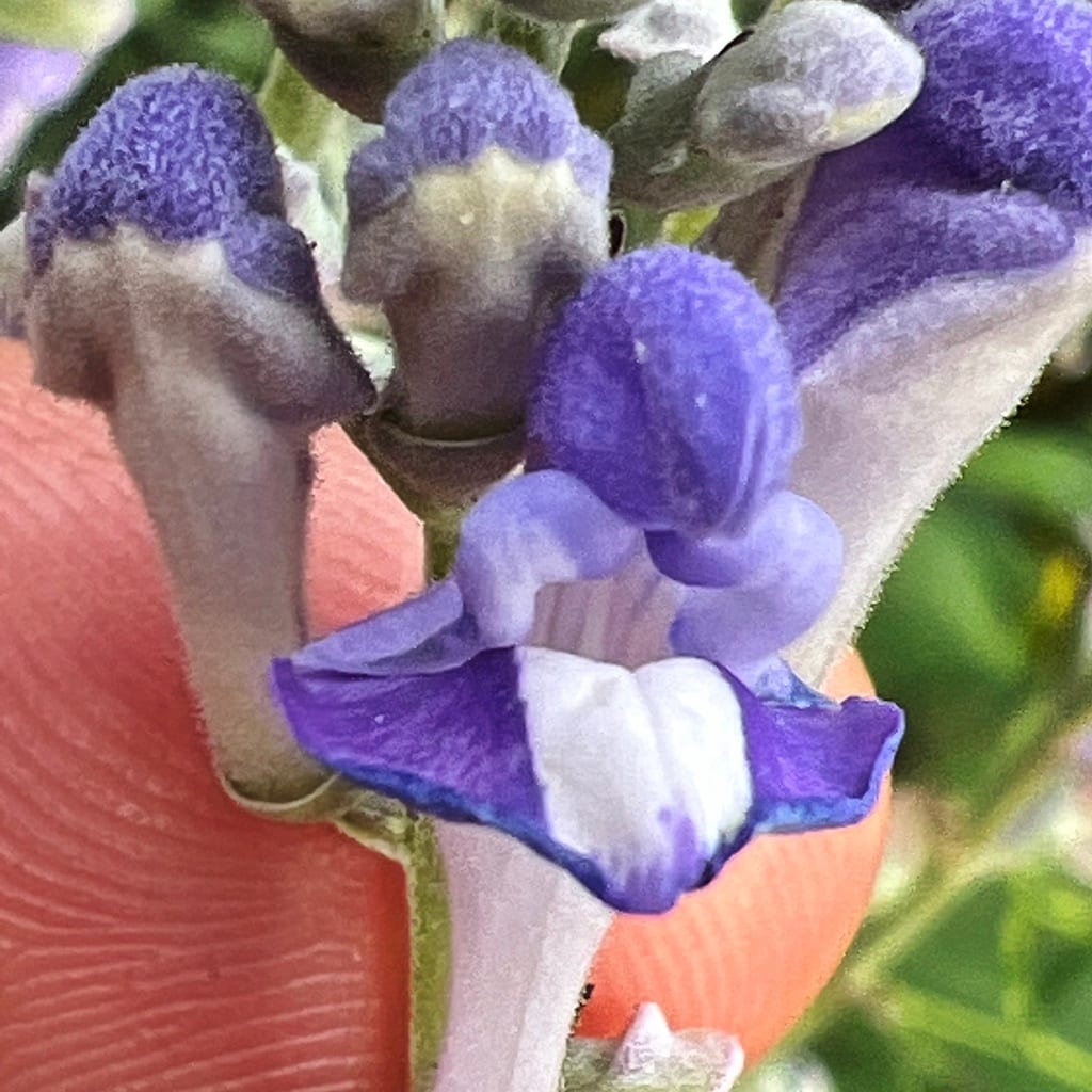 Hoary skullcap (Scutellaria incana var. incana)