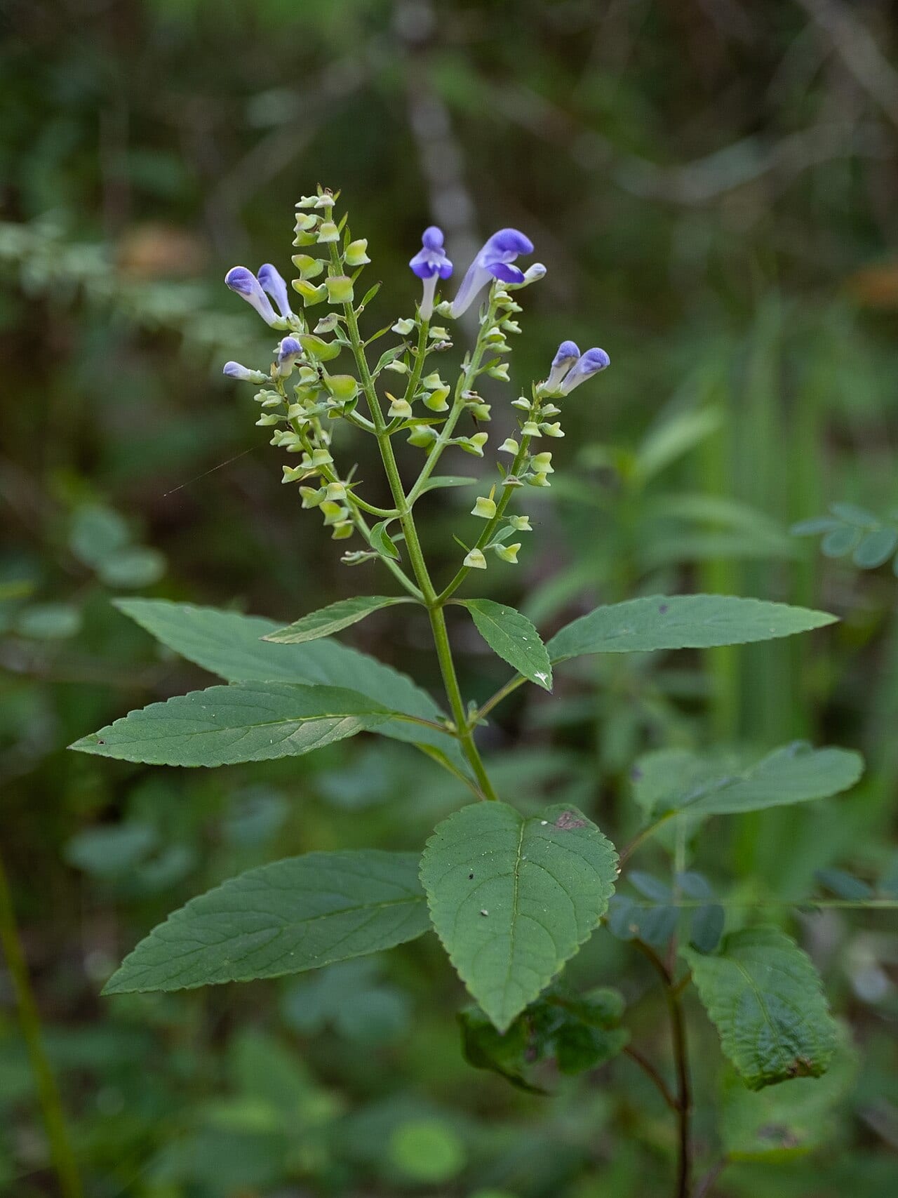 Hoary skullcap (Scutellaria incana)