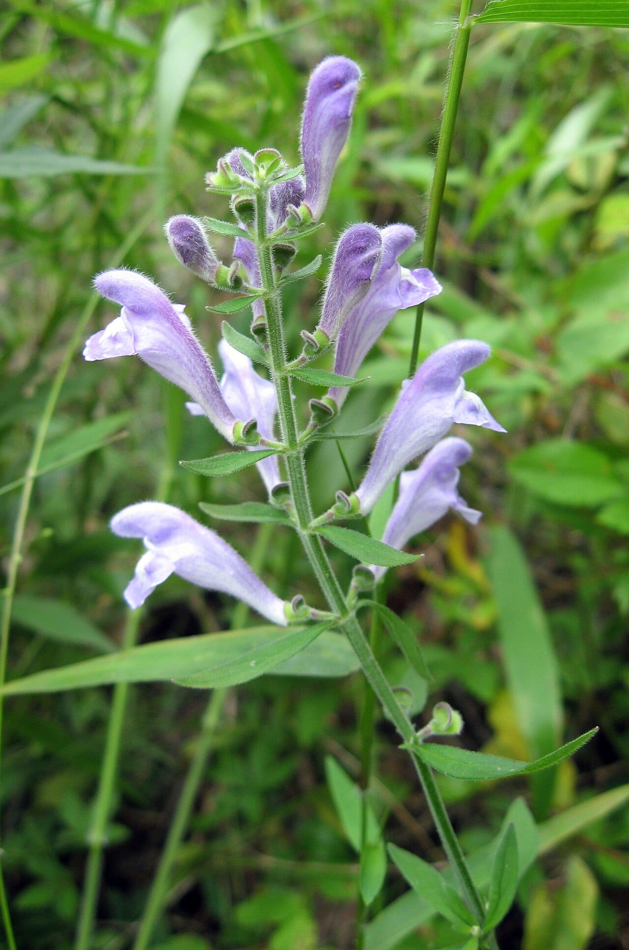 Helmet-flower (Scutellaria integrifolia)