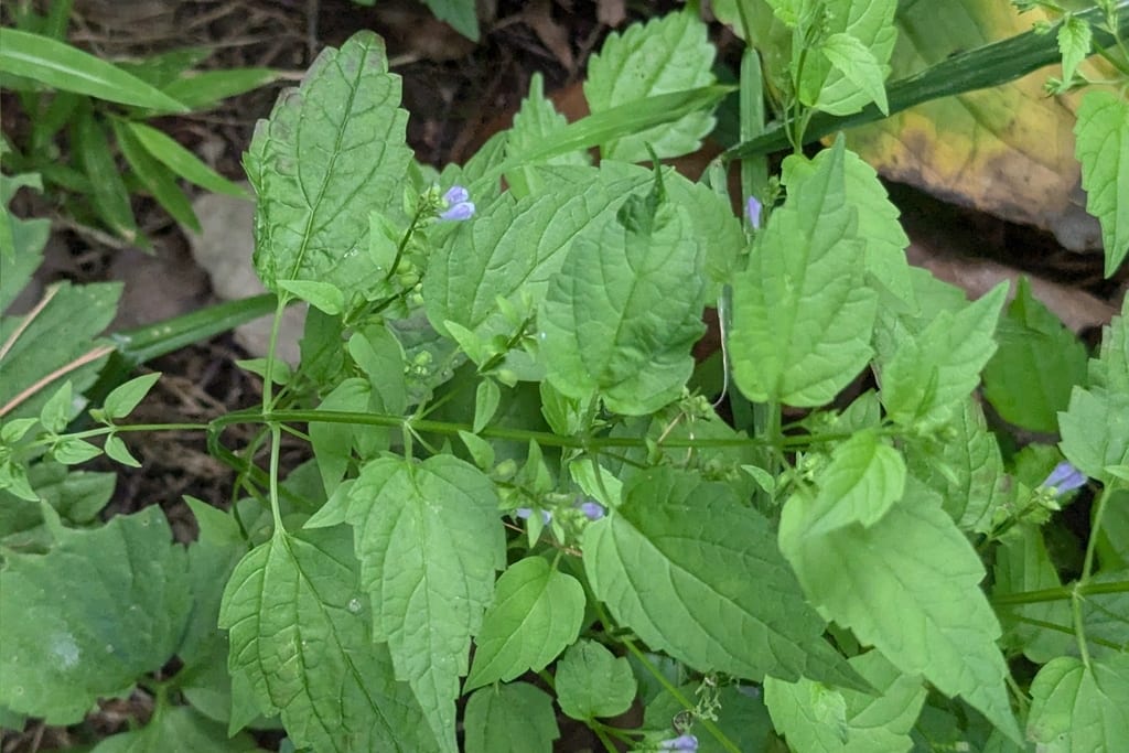 Blue skullcap (Scutellaria lateriflora var. lateriflora)