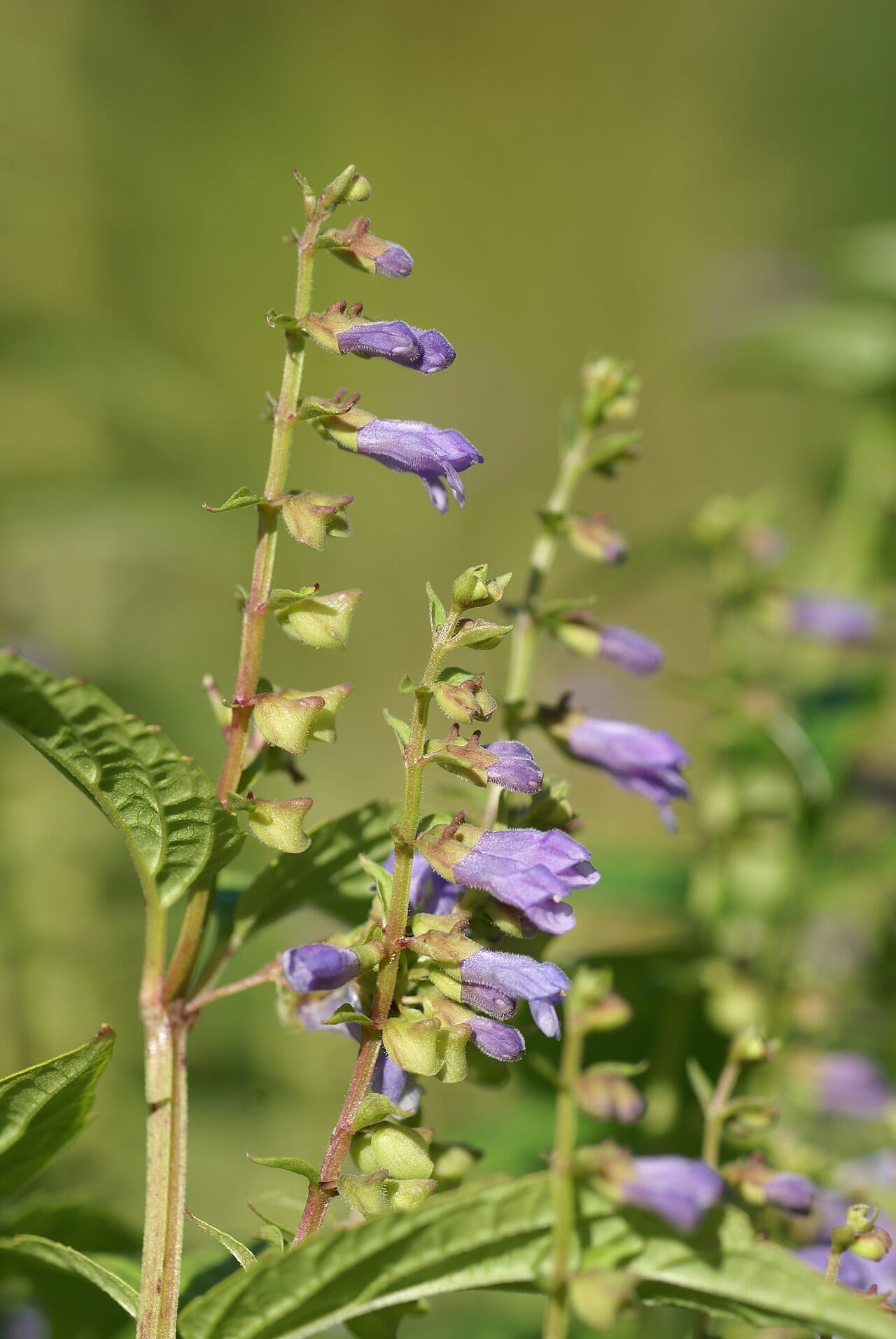 Blue skullcap (Scutellaria lateriflora)