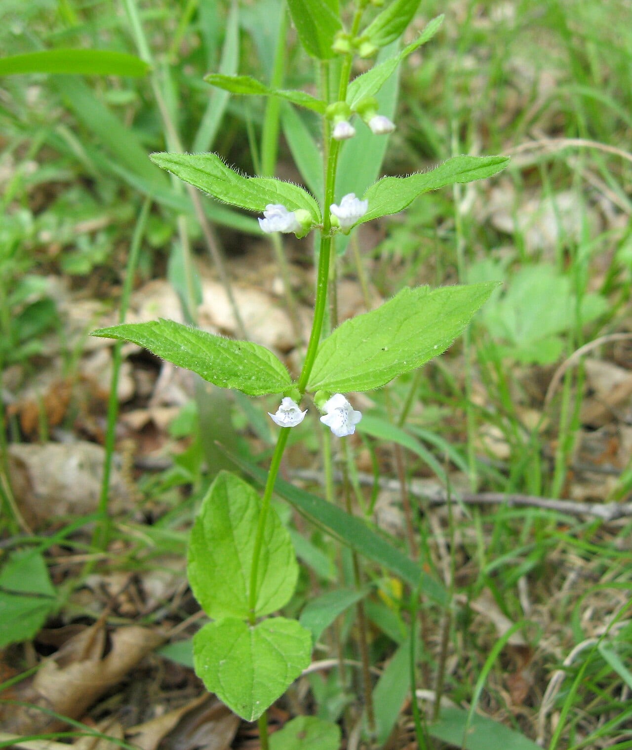 Veiny skullcap (Scutellaria nervosa)