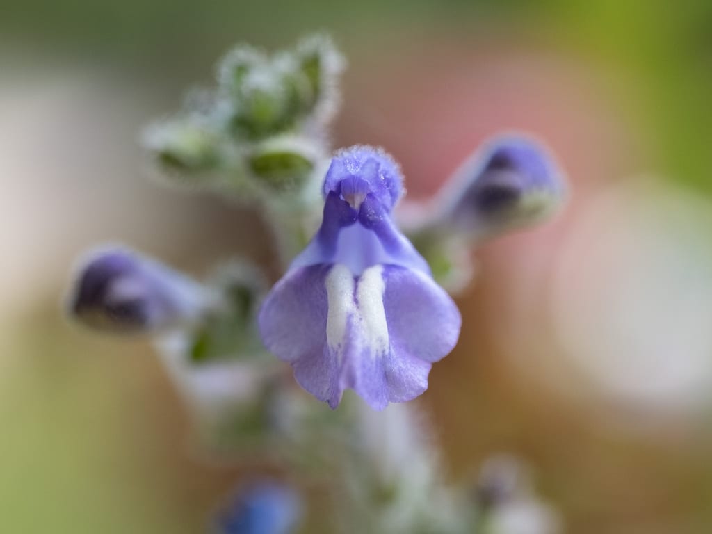 Heartleaf skullcap (Scutellaria ovata ssp. ovata)
