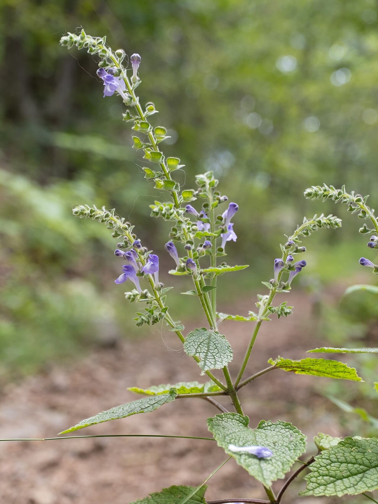 Heartleaf skullcap (Scutellaria ovata)
