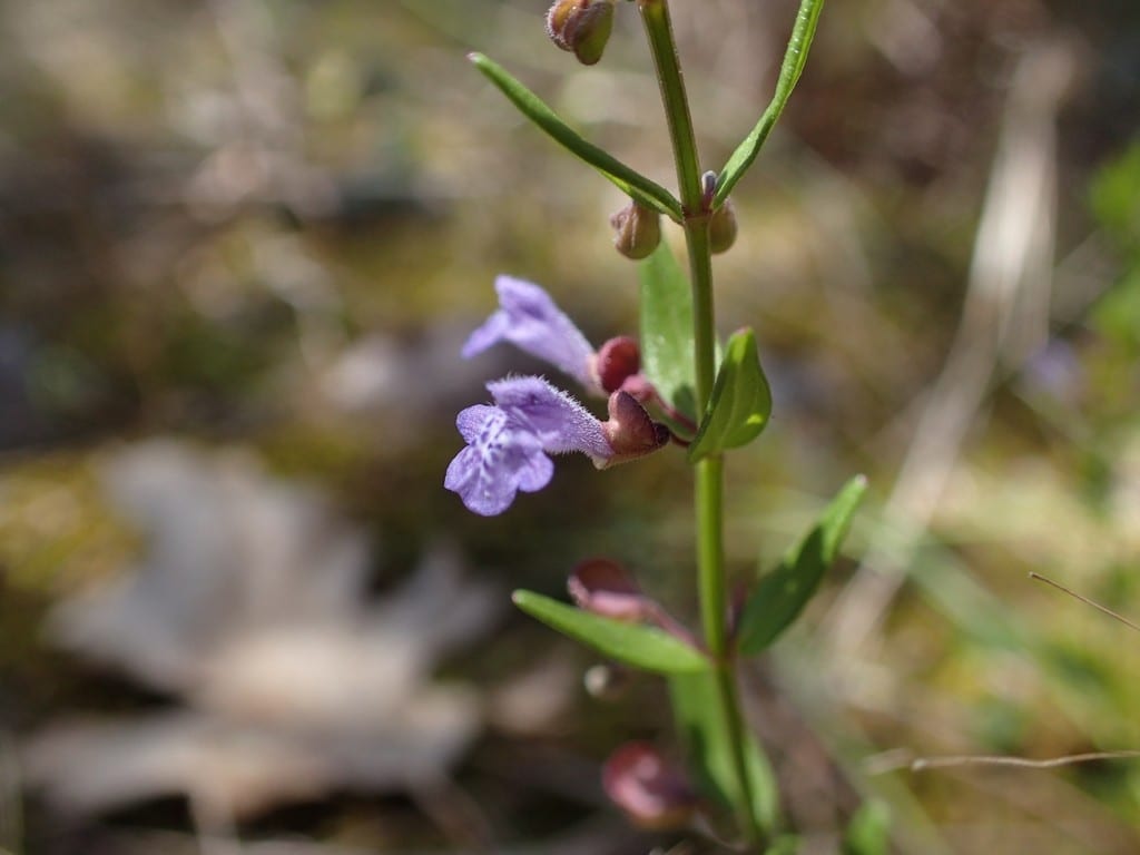 Leonard's skullcap (Scutellaria parvula var. missouriensis)