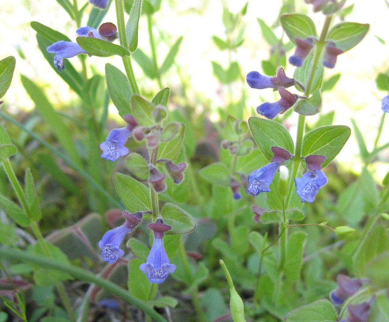 Small skullcap (Scutellaria parvula)
