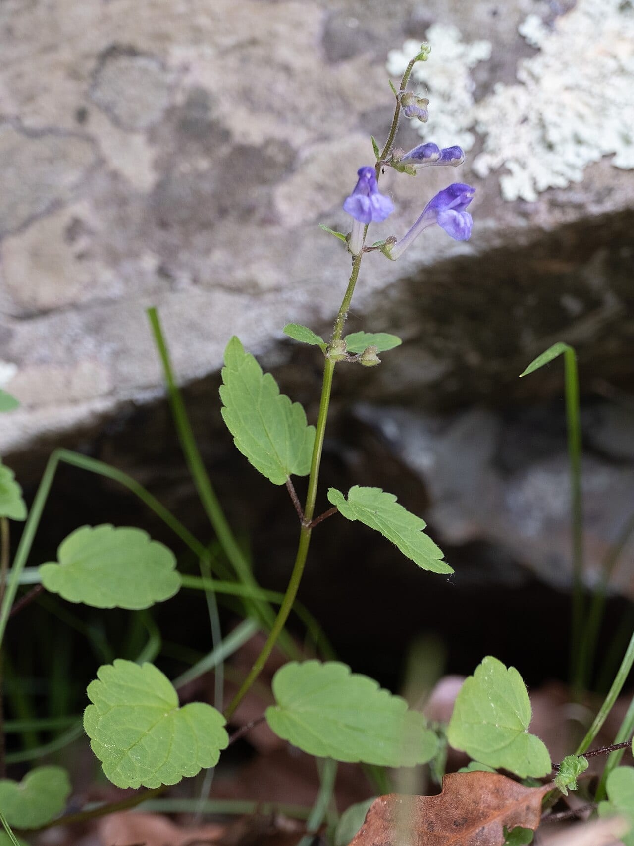 Smooth rock skullcap (Scutellaria saxatilis)