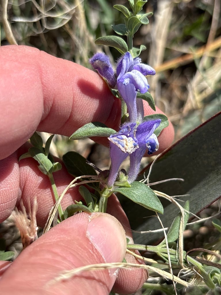 Wright's skullcap (Scutellaria wrightii)