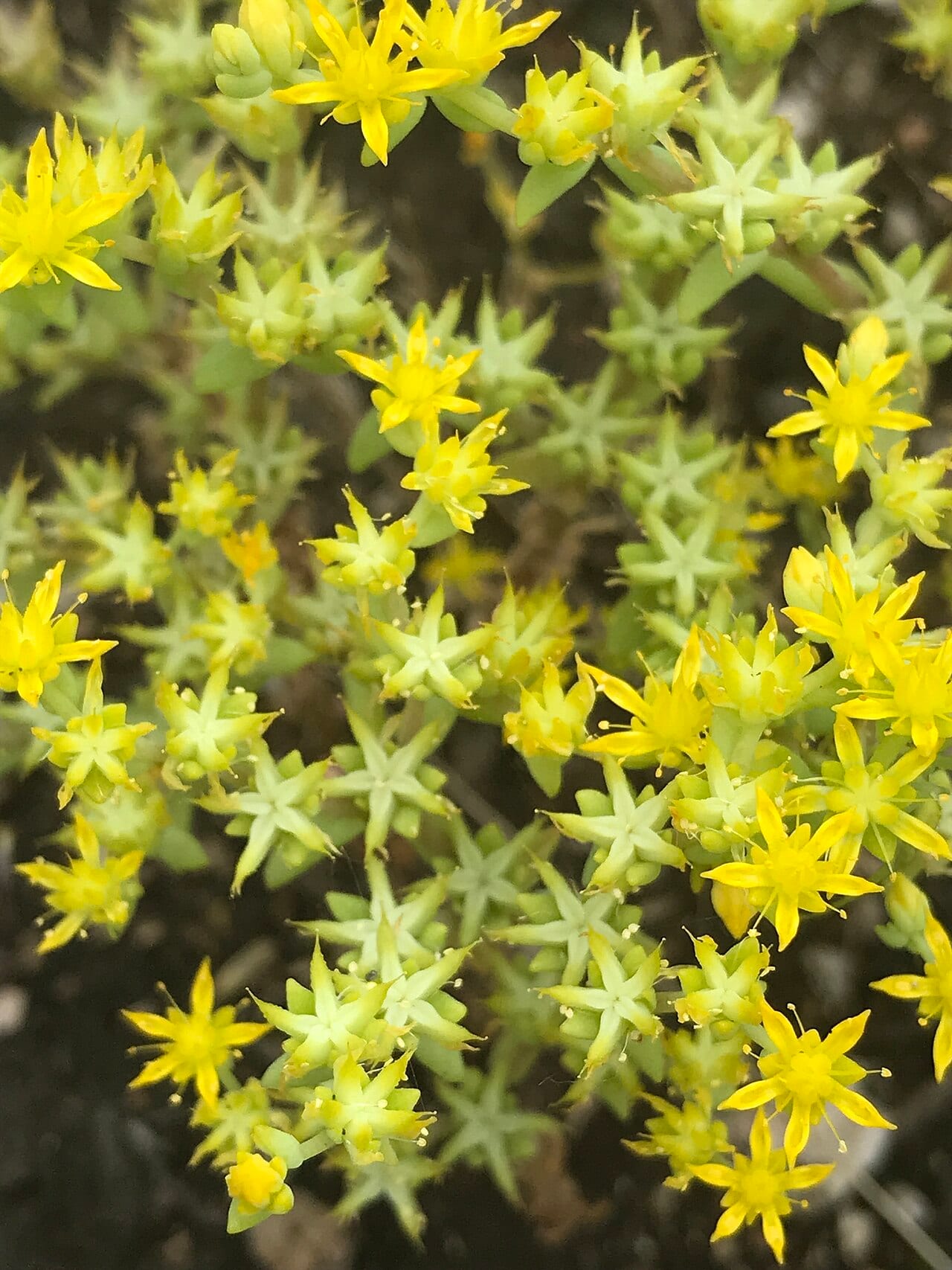 Yellow stonecrop (Sedum nuttallianum)