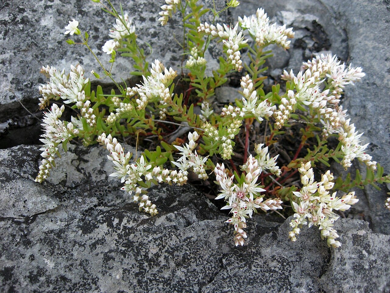 Widowscross (Sedum pulchellum)