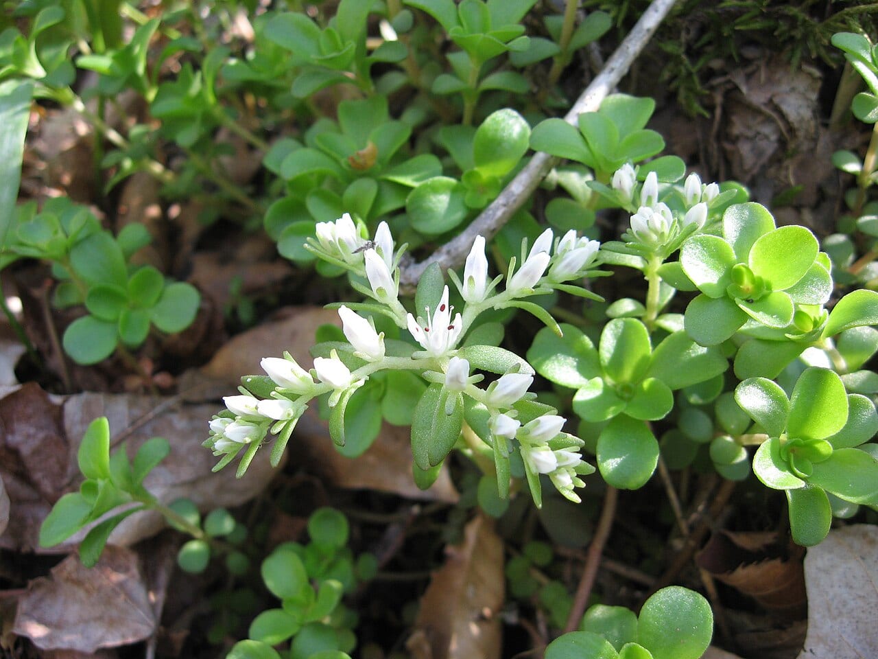 Woodland stonecrop (Sedum ternatum)
