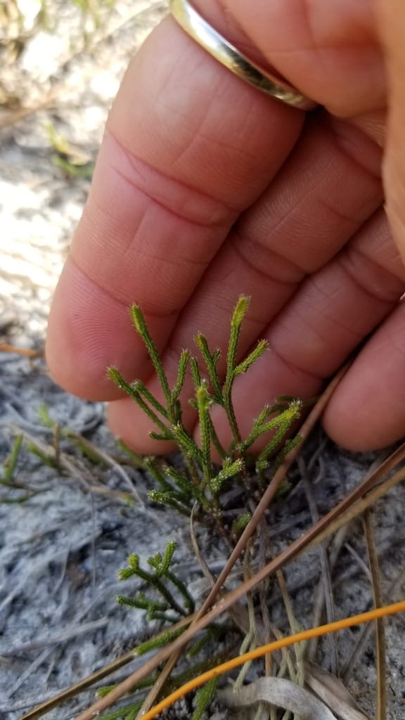 Riddell's spikemoss (Selaginella arenicola ssp. riddellii)