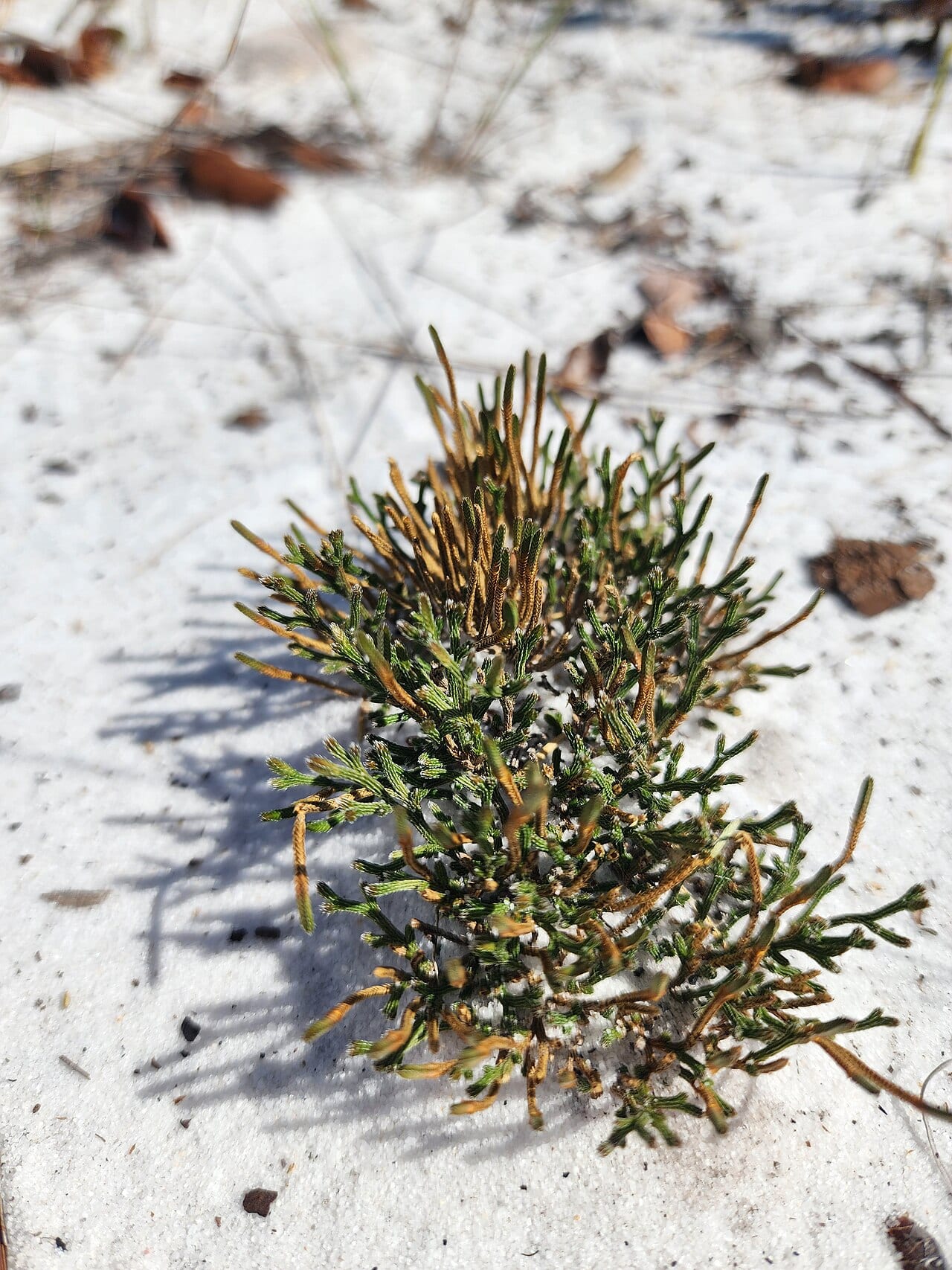 Sand spikemoss (Selaginella arenicola)