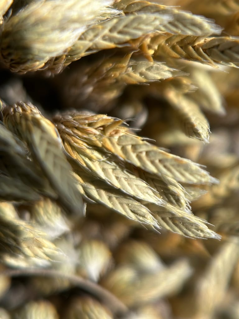 Dense clubmoss (Selaginella densa var. densa)