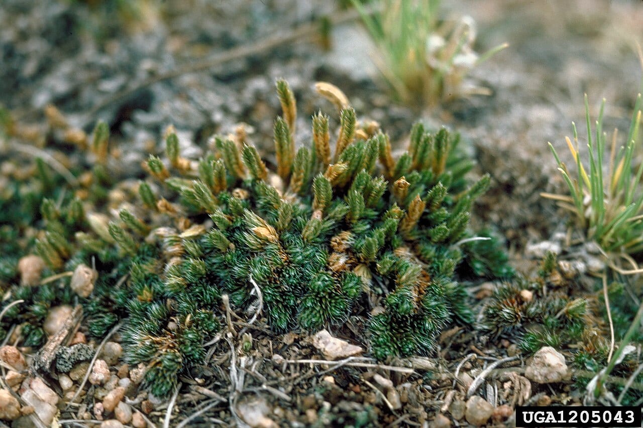Lesser spikemoss (Selaginella densa)