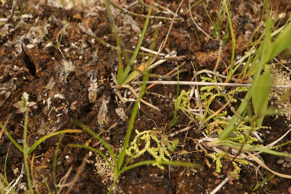 Hidden spikemoss (Selaginella eclipes)
