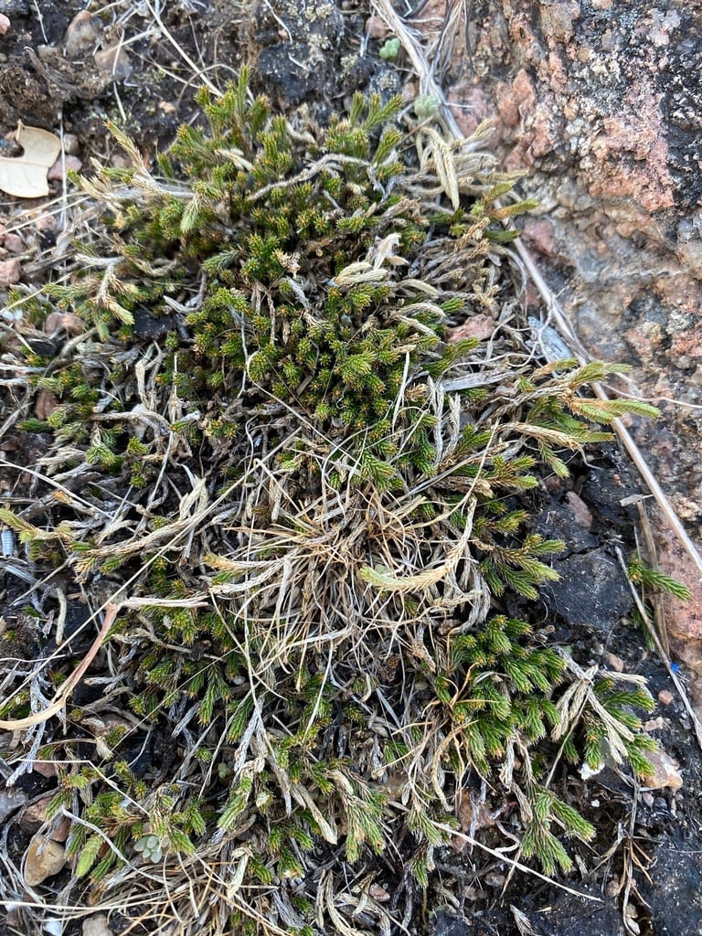 Peruvian spikemoss (Selaginella peruviana)