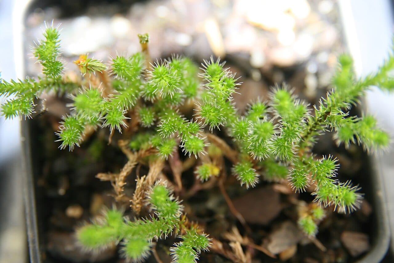 Rock spike-moss (Selaginella rupestris)