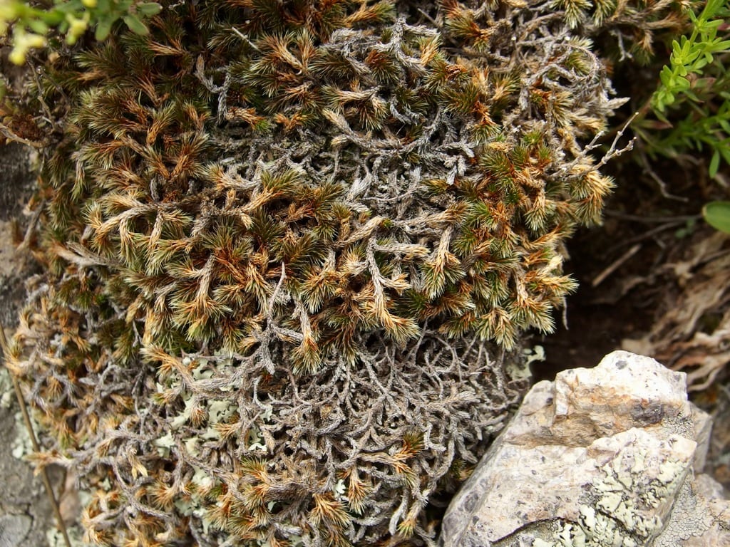 Underwood's spikemoss (Selaginella underwoodii)