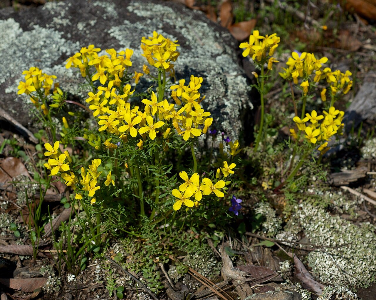 Golden selenia (Selenia aurea)