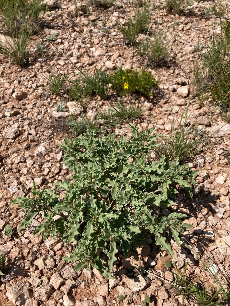 Spreading moonpod (Selinocarpus diffusus)
