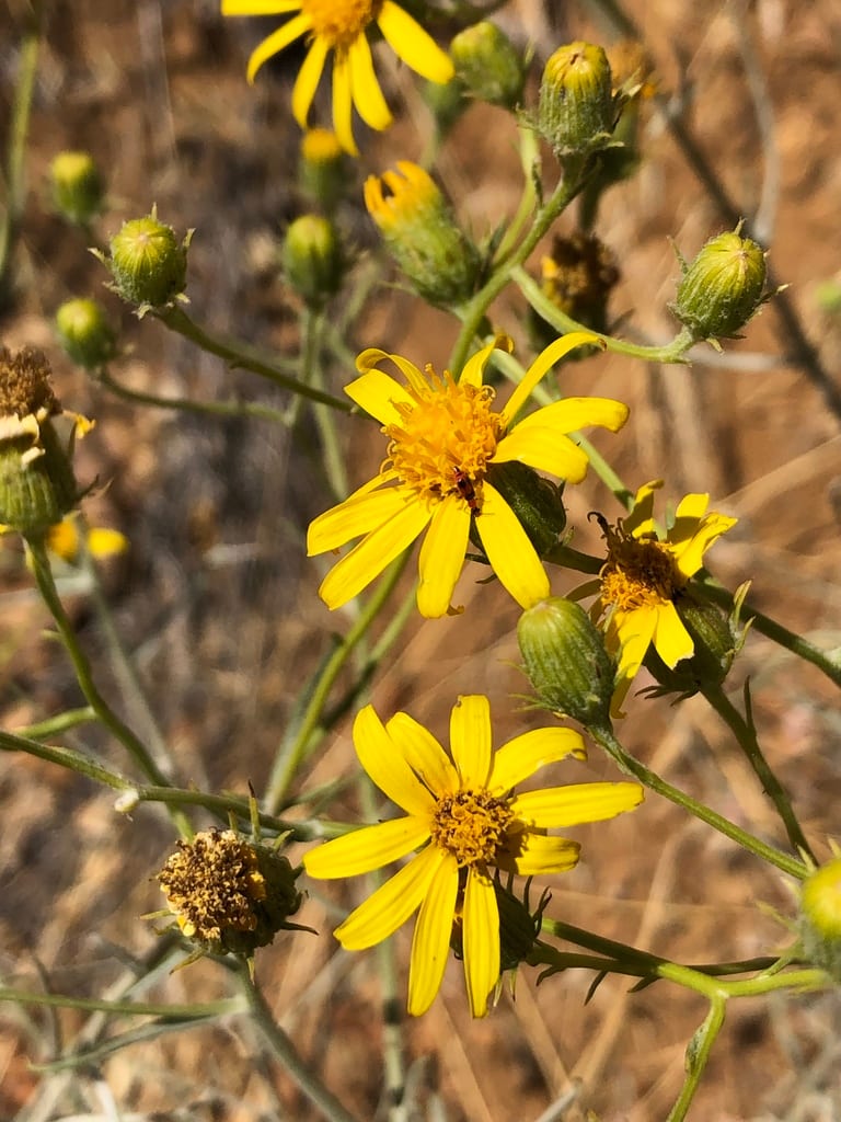 Threadleaf ragwort (Senecio flaccidus var. flaccidus)
