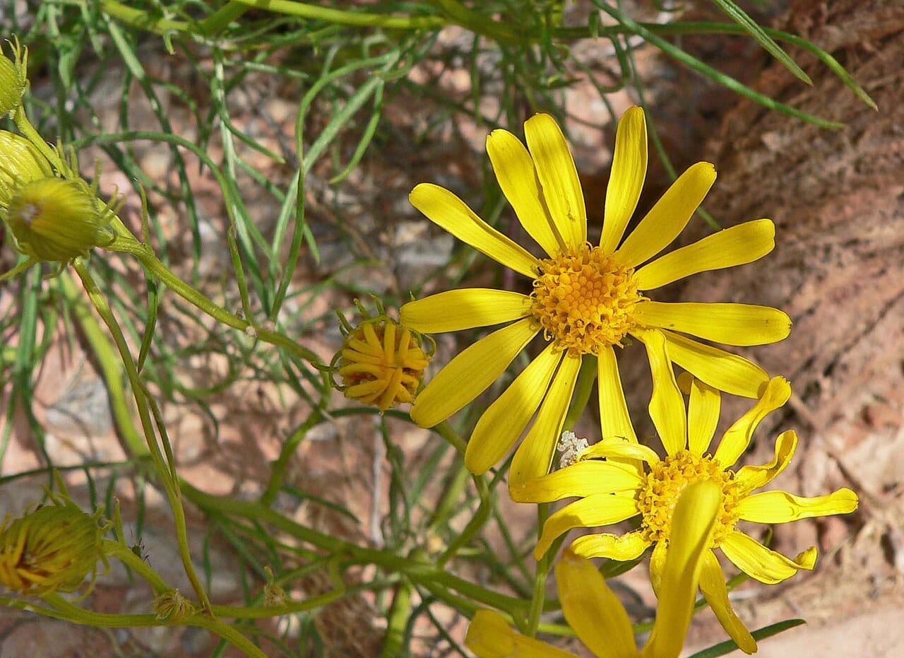 Threadleaf ragwort (Senecio flaccidus)