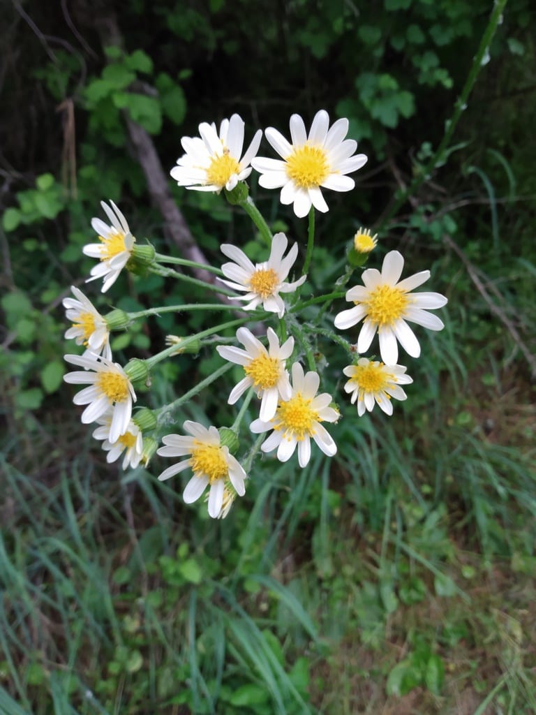 Lambstongue ragwort (Senecio integerrimus var. integerrimus)