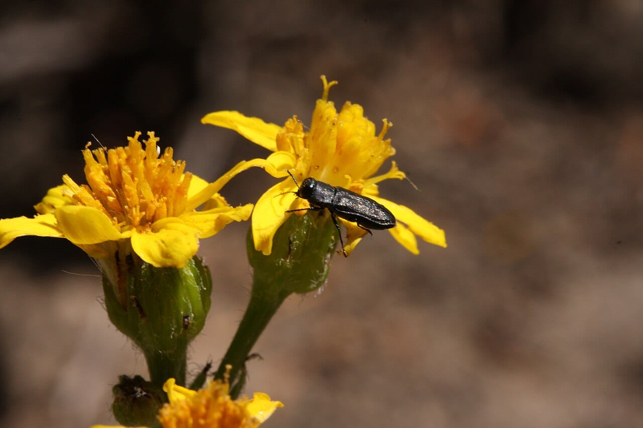 Lambstongue ragwort (Senecio integerrimus)