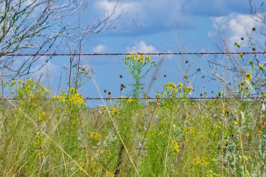 Riddell's ragwort (Senecio riddellii)