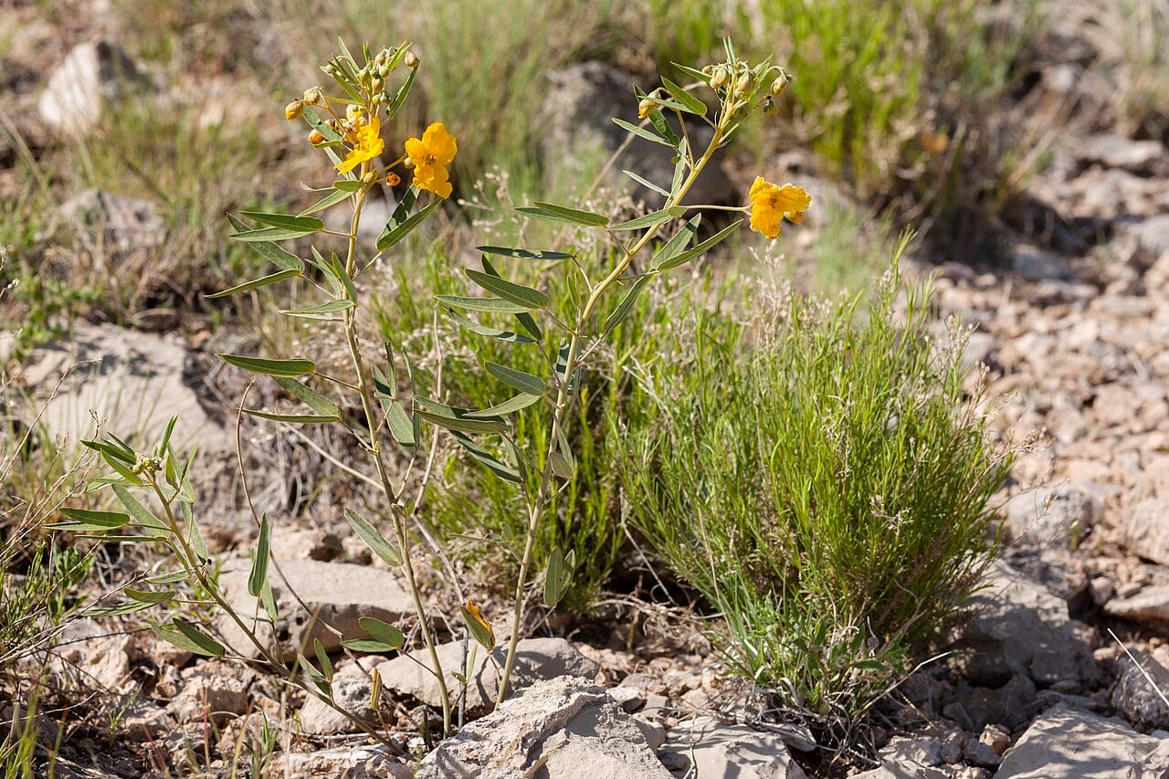 Twoleaf senna (Senna roemeriana)