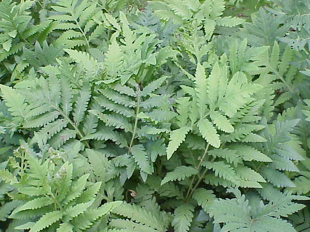Sensitive Fern (Onoclea sensibilis) showing broad, coarsely lobed sterile fronds in a moist woodland setting