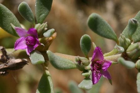 Verrucose seapurslane (Sesuvium verrucosum)