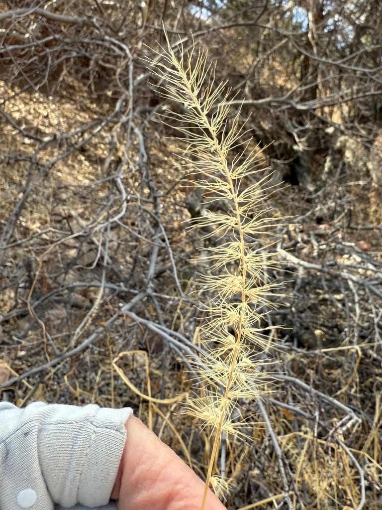 Grisebach's bristlegrass (Setaria grisebachii)