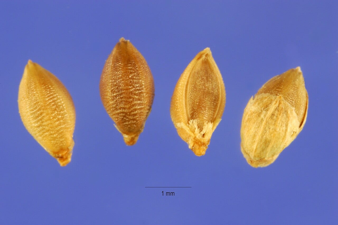 Streambed bristlegrass (Setaria leucopila)