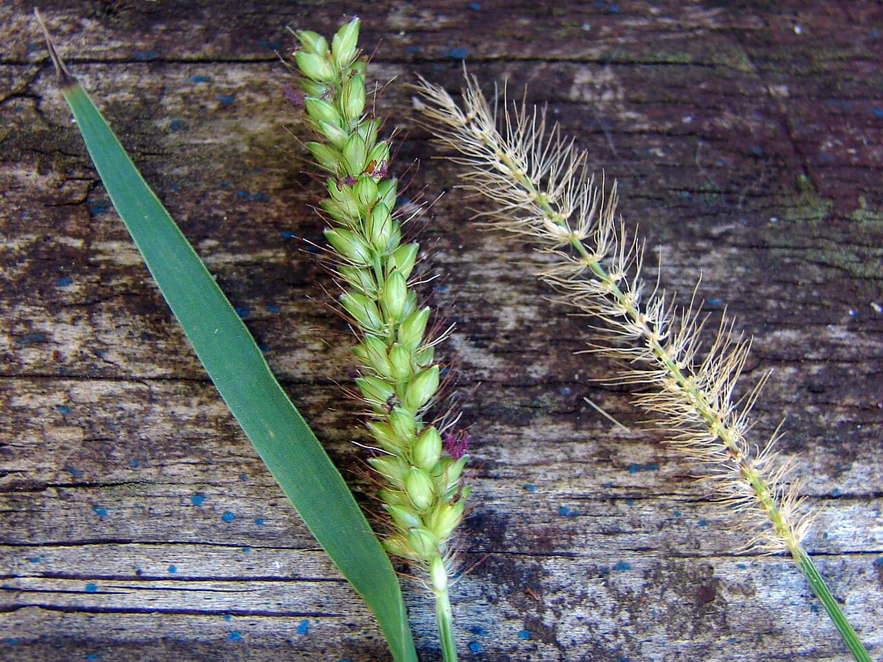 Marsh bristlegrass (Setaria parviflora)