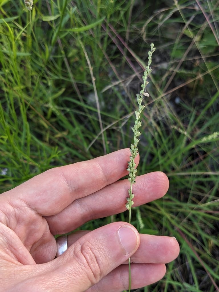 Knot grass (Setaria reverchonii ssp. firmula)