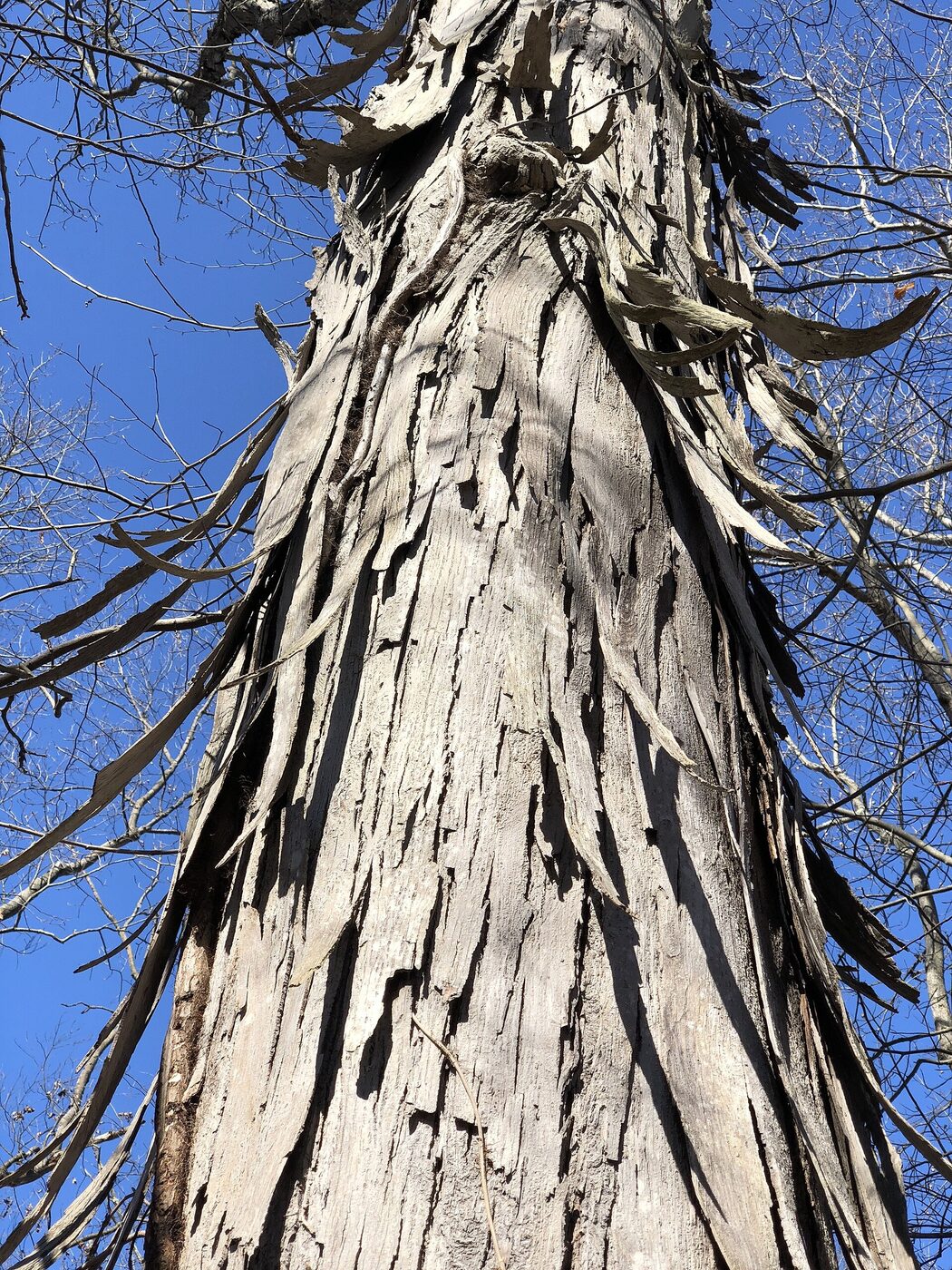 Shagbark Hickory (Carya ovata) &mdash; mature trunk showing characteristic curled exfoliating bark plates