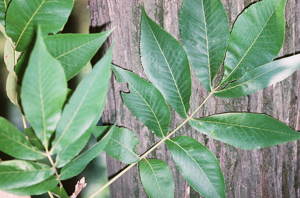 Shellbark Hickory (Carya laciniosa) with shaggy bark and compound leaves