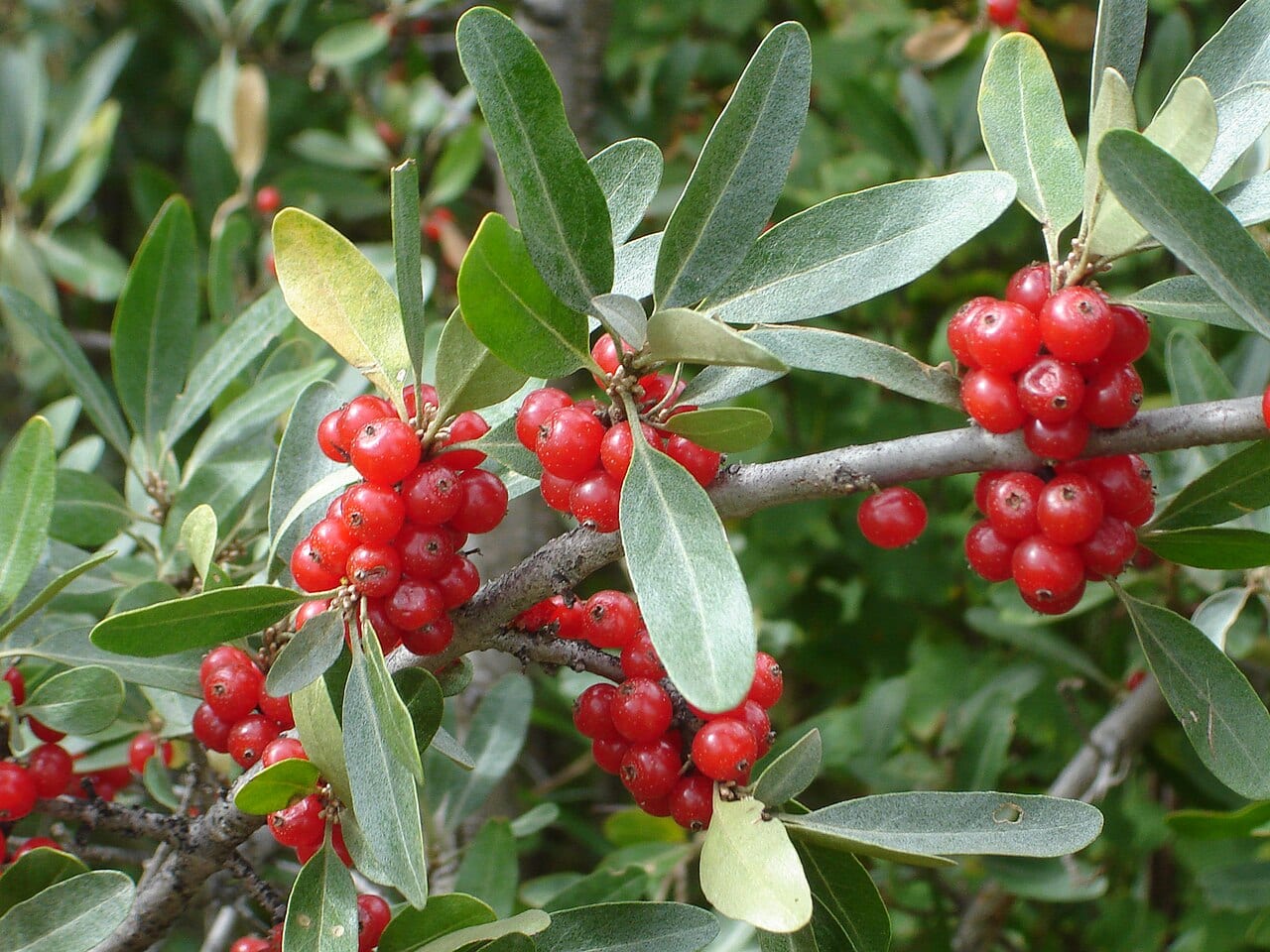 Silver buffaloberry (Shepherdia argentea)