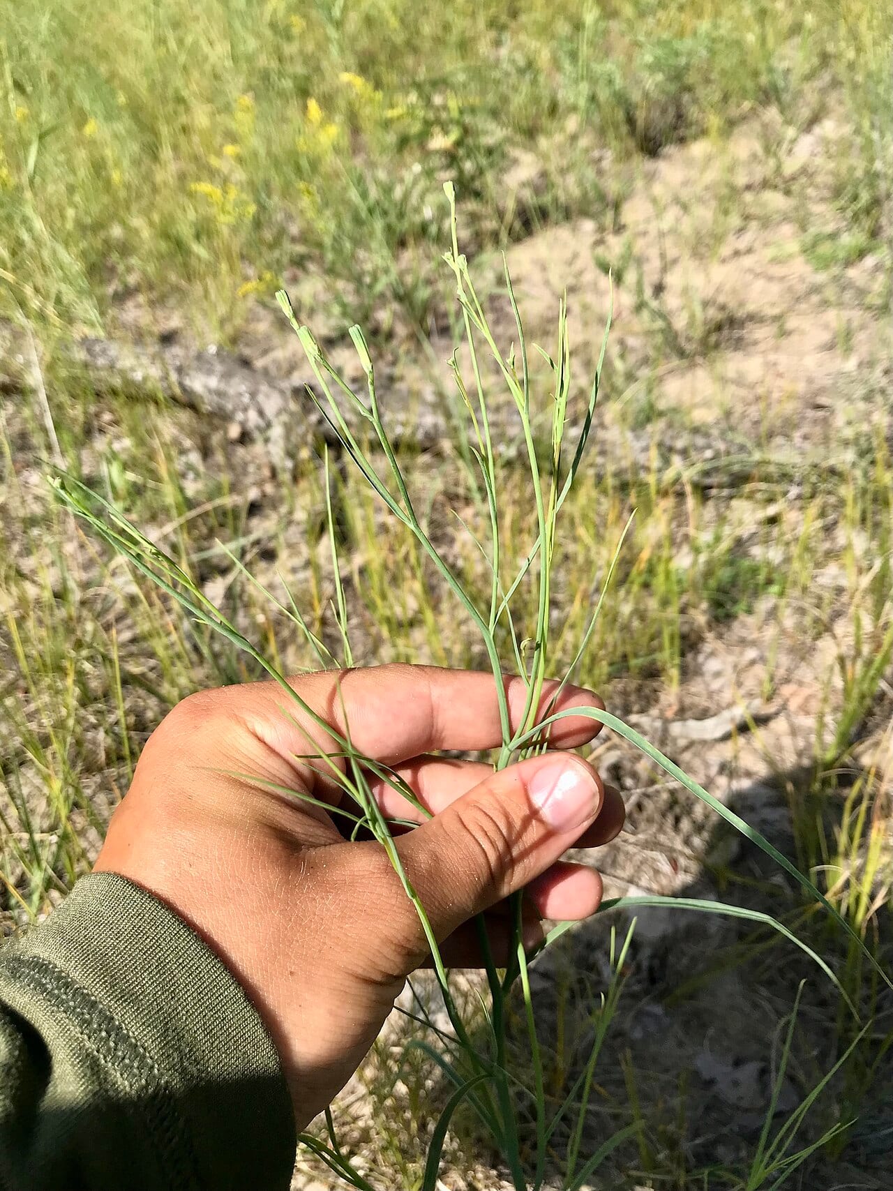 Beaked skeleton-weed (Shinnersoseris rostrata)