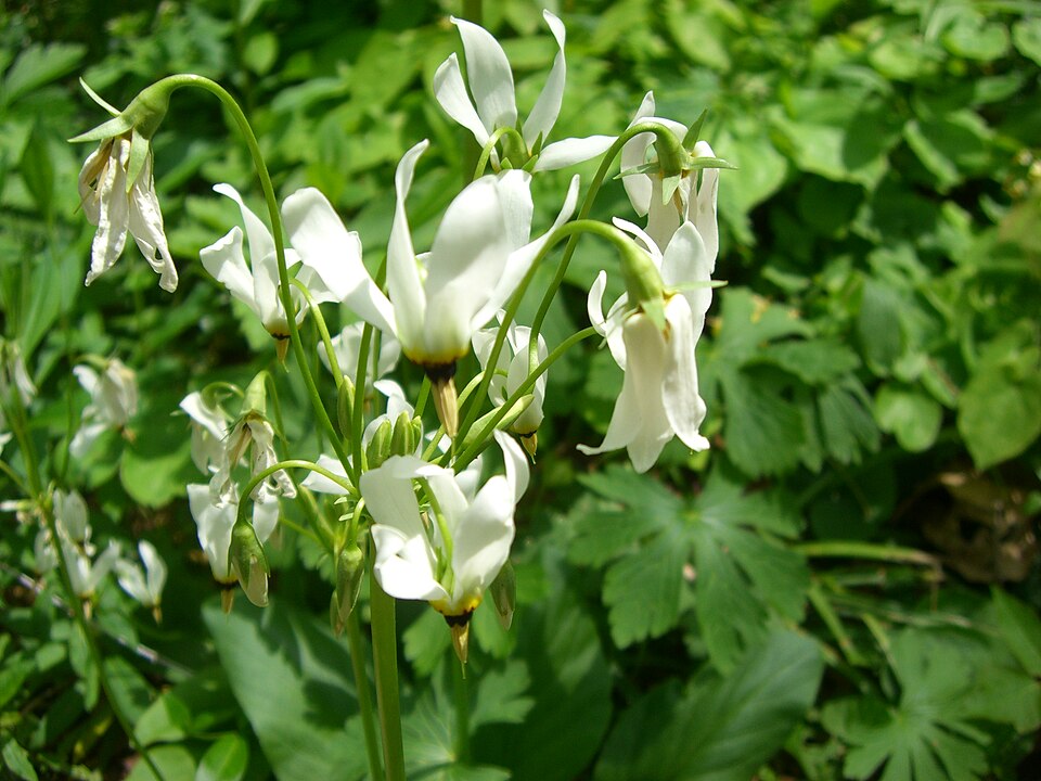Shooting Star (Dodecatheon meadia) with nodding pink flowers and reflexed petals on a slender stem