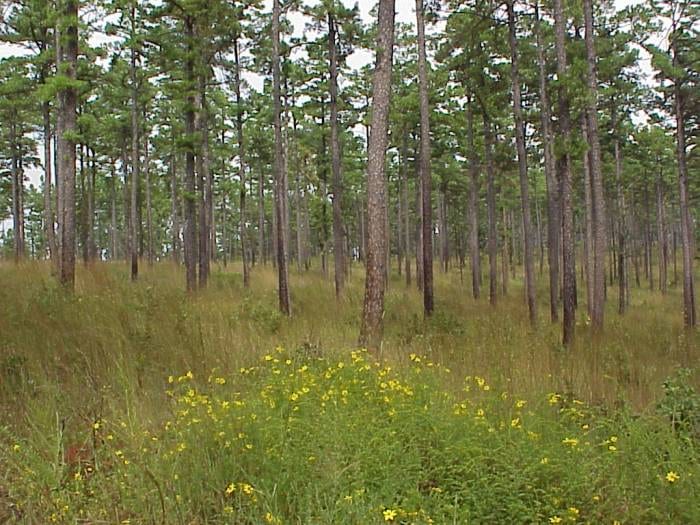 Shortleaf Pine (Pinus echinata)