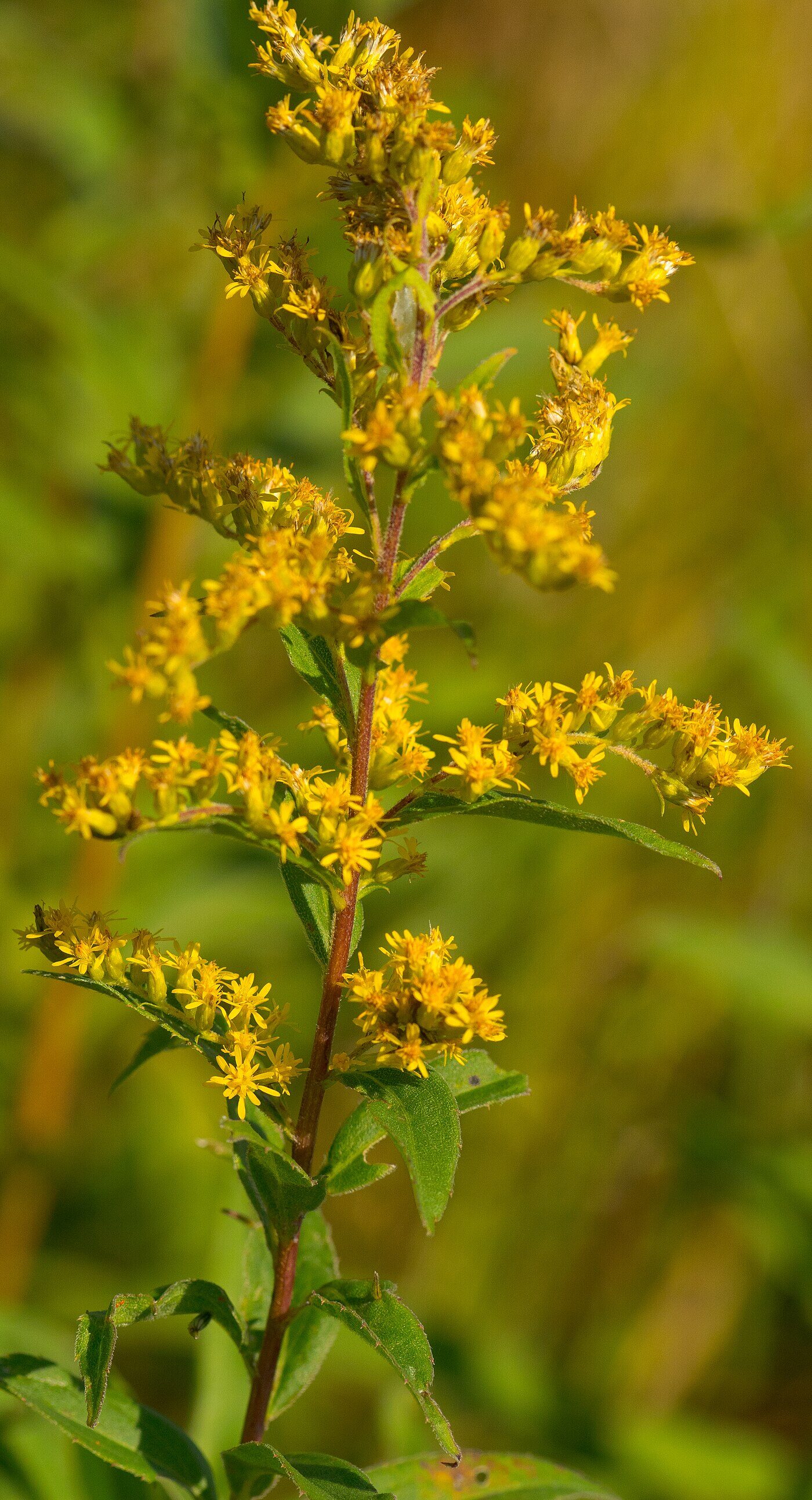 Showy Goldenrod (Solidago speciosa) &mdash; upright pyramidal golden inflorescence above dark-green foliage
