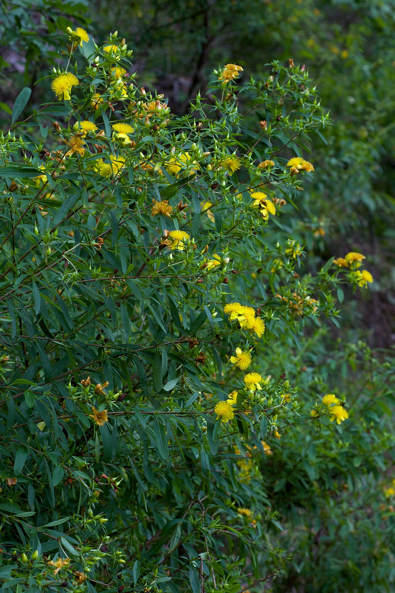 Shrubby St. John's Wort (Hypericum prolificum) with masses of golden-yellow flowers