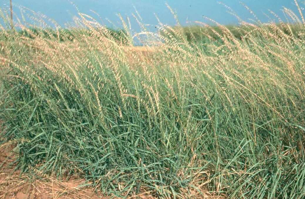 Sideoats Grama (Bouteloua curtipendula) &mdash; characteristic one-sided arrangement of seed spikelets along an arching stem