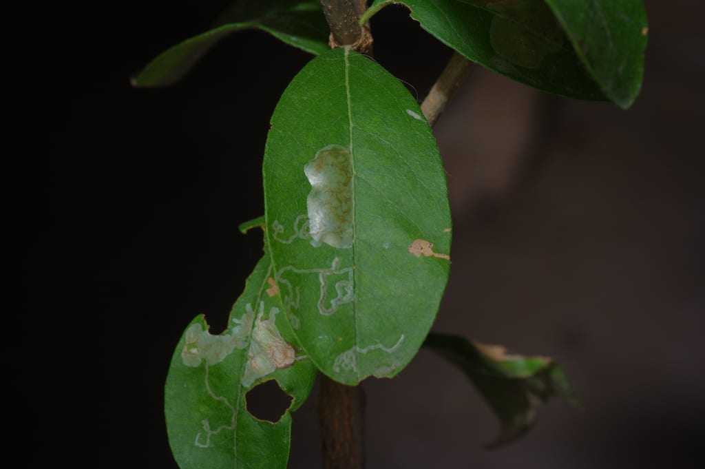 Gum bully (Sideroxylon lanuginosum ssp. rigidum)